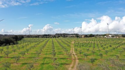 Vista aerea di uliveto riforestato nel Salento con filari regolari e pale eoliche sullo sfondo, progetto di rigenerazione territoriale.