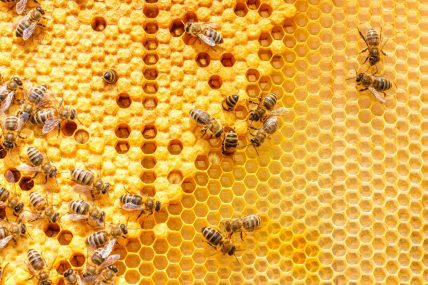 Un gruppo di api lavora su un favo esagonale di colore giallo intenso e mostrano un'organizzazione naturale ed efficiente.