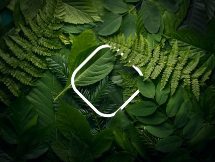 Un rombo, simbolo di Tangible, immerso nel verde e nella natura