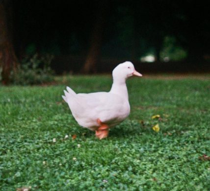 Duck in a lawn